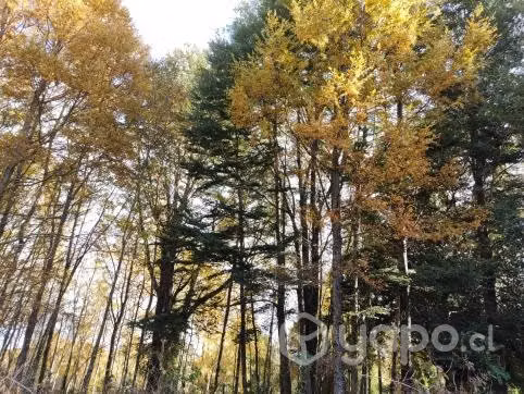 Vendo Campo de 5,7 hectáreas, cerca de Temuco