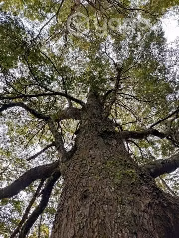 Vendo Campo de 5,7 hectáreas, cerca de Temuco