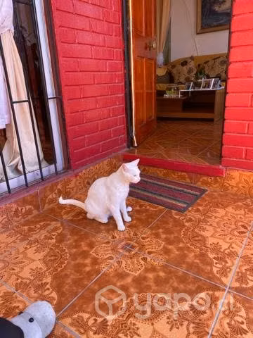 Casita linda