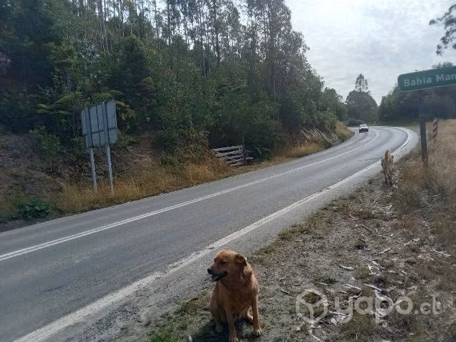 Vendo media hectárea a orilla de camino