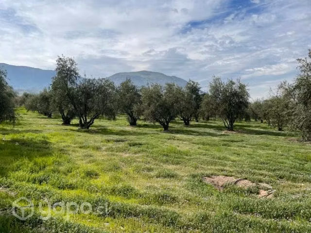 Exclusiva Parcela olivos, a 1,5 hrs de Santiago