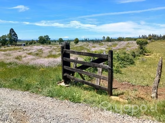 Venta de terreno 12500 m2 en Lautaro - Imagen 5