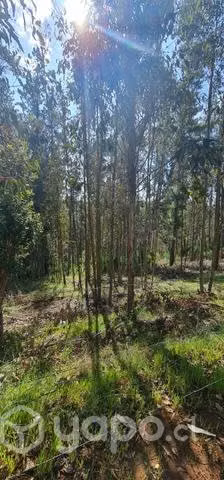 Se vende parcela 5.500 m2 útiles camino Galvarino