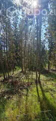 Se vende parcela 5.500 m2 útiles camino Galvarino