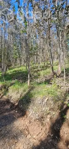 Se vende parcela 5.500 m2 útiles camino Galvarino
