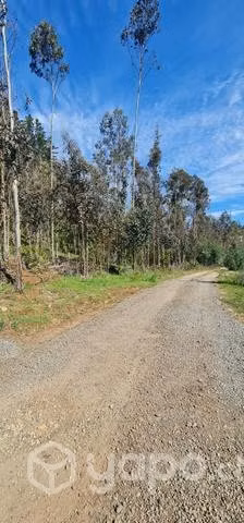 Se vende parcela 5.500 m2 útiles camino Galvarino