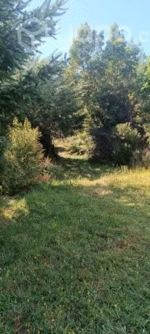 Se vende propiedad isla puluqui - Imagen 5