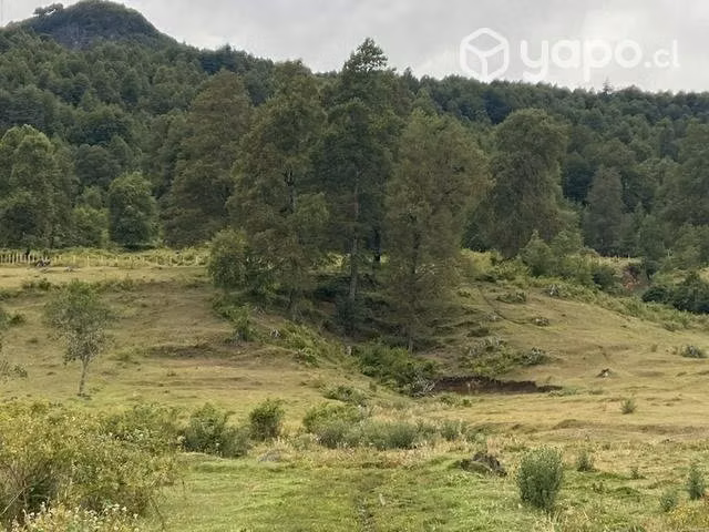 Parcela rinconada de catripulli (curarrehue) - Imagen 3