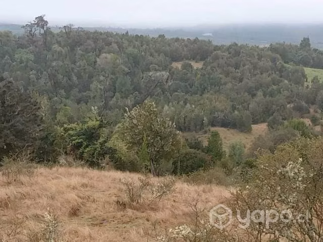 Sector chepu …