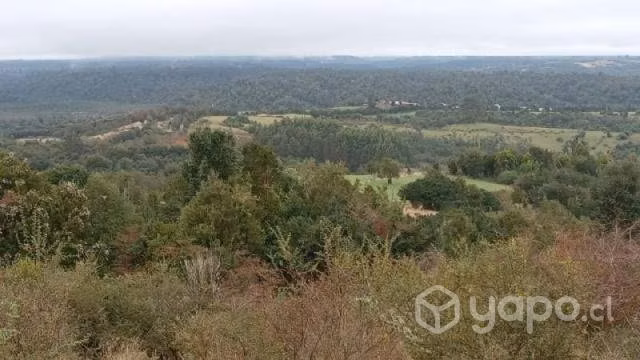 Sector chepu …