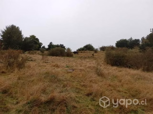 Sector chepu …