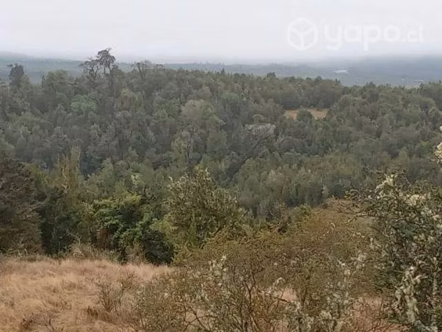 Sector chepu …