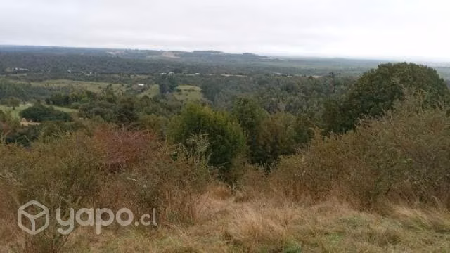 Sector chepu …