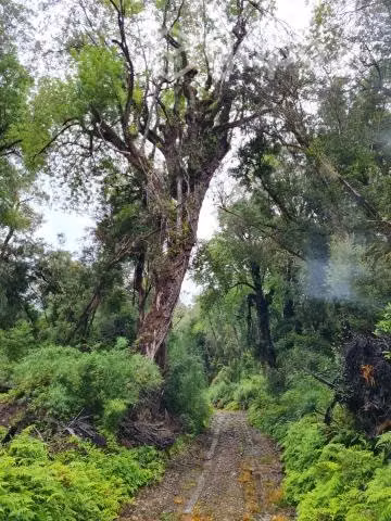 Parcelas Chiloé - Imagen 6