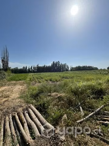 Arriendo de 1 hectárea con invernaderos