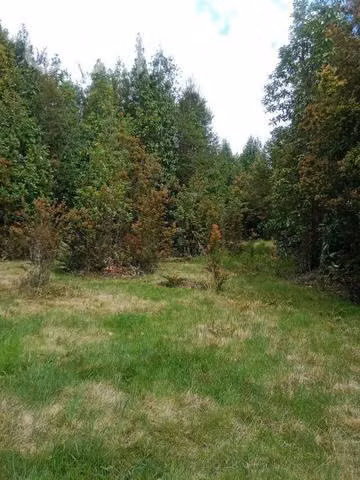 Parcelas en Carretera Austral