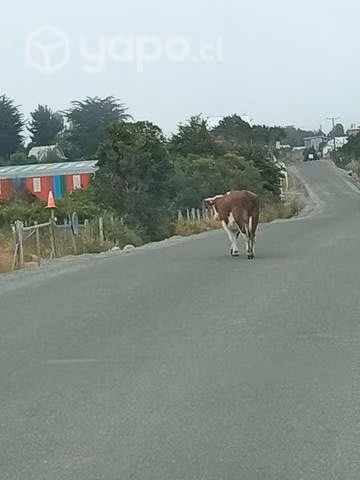 Parcela carretera austral - Imagen 11