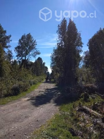 Río pescado …