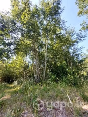 Terreno en bosque nativo