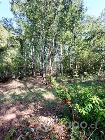 Terreno en bosque nativo