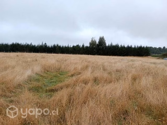 Camino alerce … - Imagen 11