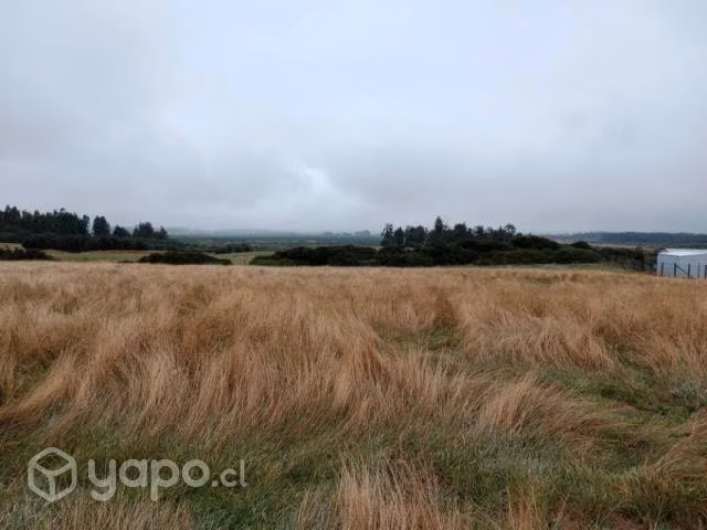 Camino alerce … - Imagen 9