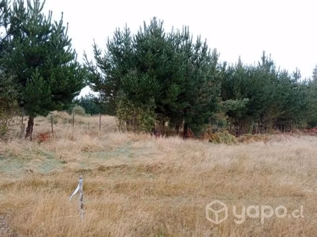 Camino alerce … - Imagen 2