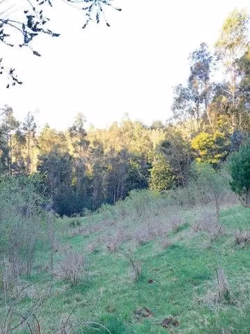 Terreno 2 hectáreas