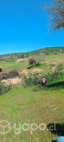 Parcela 5000m2 Las Cabras