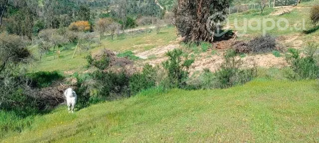 Parcela 5000m2 Las Cabras