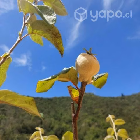 Venta de terreno con casa