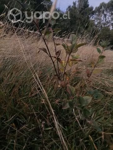 Campo en venta