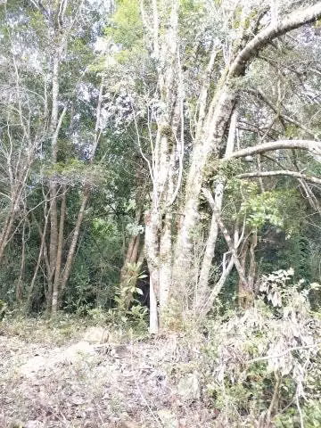 Campo en venta
