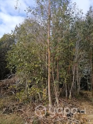 Campo en venta