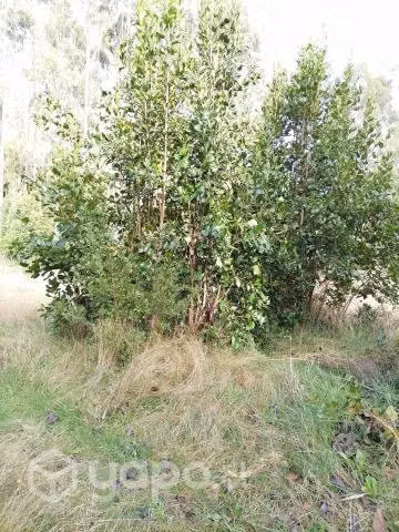 Campo en venta