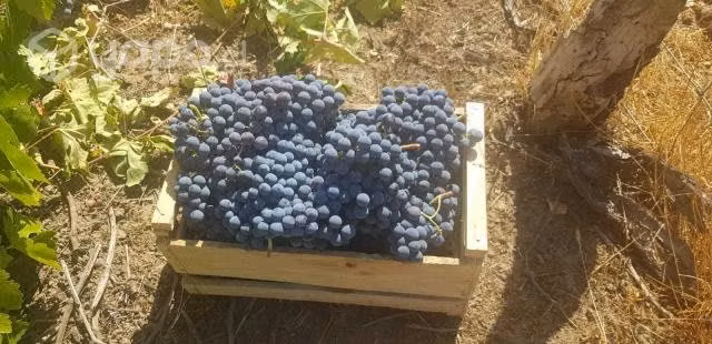 Venta de Parcela de 5000mts San Nicolás