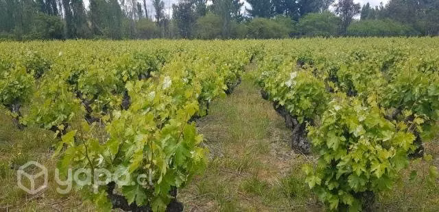 Venta de Parcela de 5000mts San Nicolás