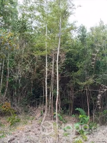 Vendo una hetárea