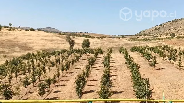 Parcela camino constitución san javier nirivilo - Imagen 6