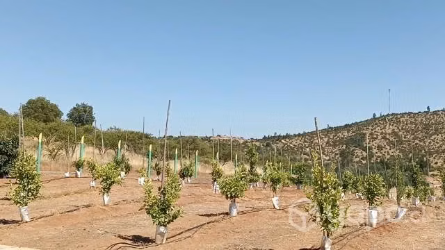 Parcela camino constitución san javier nirivilo - Imagen 4