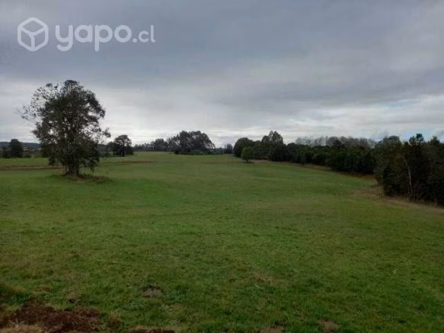 San carlos el ñady …