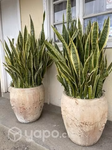 Bellas plantas con macetas