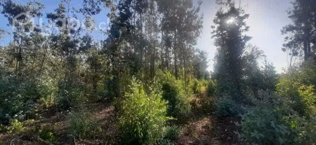 Terreno en Ránquil 13000 m2