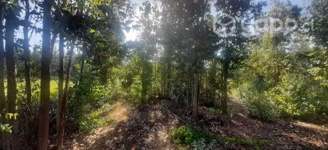 Terreno en Ránquil 13000 m2