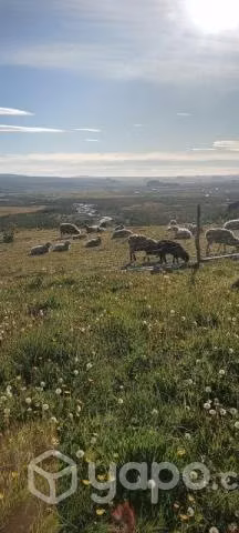 Se vende campo - Imagen 4