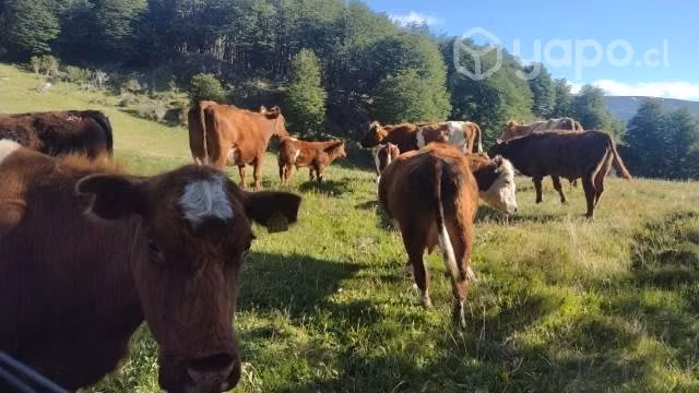 Se vende campo - Imagen 2