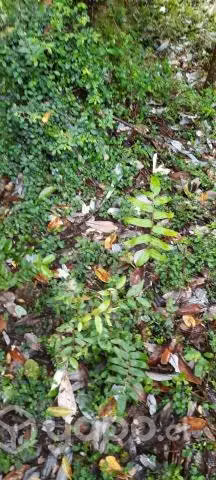 Terreno en venta Queilen - Chiloé