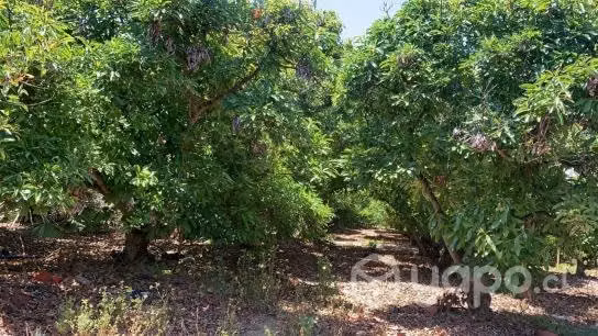 Parcela en produccion palta