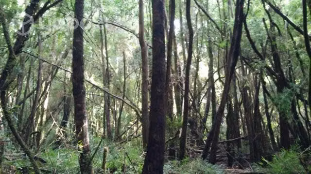 Parcelas ecológicas en Valdivia ,sector Casablanca - Imagen 2