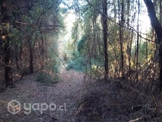 Parcelas ecológicas en Valdivia ,sector Casablanca - Imagen 4